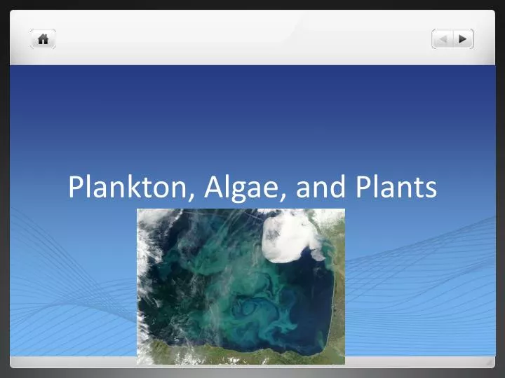plankton algae and plants