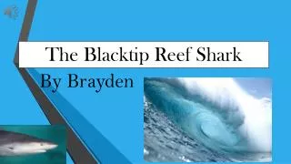 The Blacktip Reef S hark