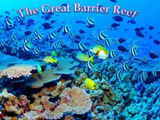 The Great Barrier Reef