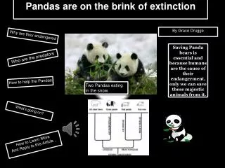 Pandas are on the brink of extinction