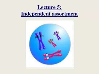 Lecture 5: Independent assortment