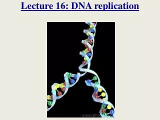 Lecture 16: DNA replication