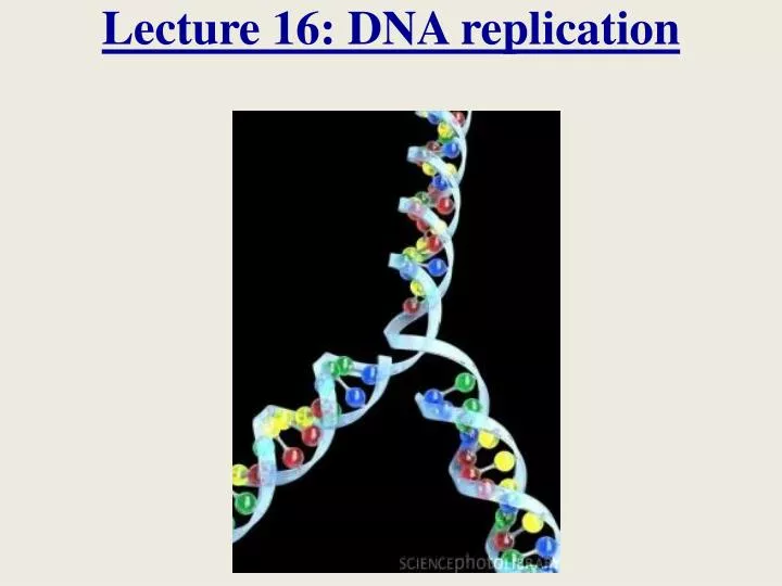 lecture 16 dna replication