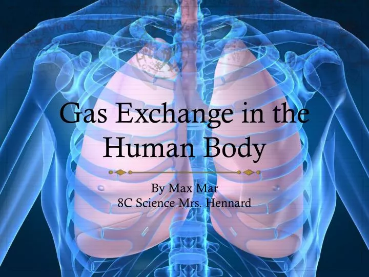 gas exchange in the human body