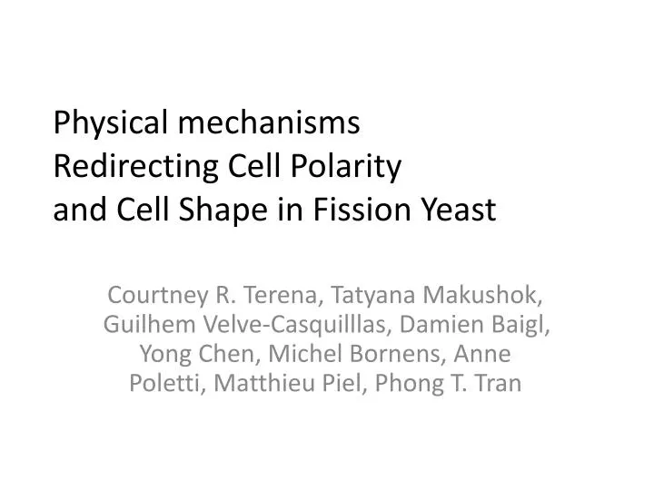 physical mechanisms redirecting cell polarity and cell shape in fission yeast