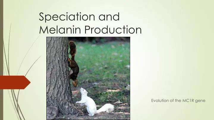 speciation and melanin production