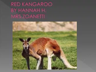 RED KANGAROO BY HANNAH H. MRS.ZOANETTI