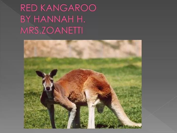 red kangaroo by hannah h mrs zoanetti