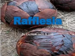 Rafflesia