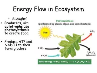 energy flow in ecosystem