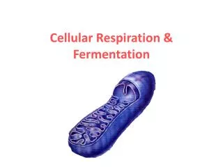Cellular Respiration &amp; Fermentation