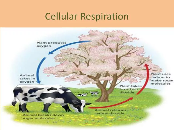 cellular respiration