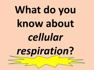 What do you know about cellular respiration ?