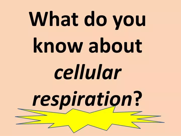 what do you know about cellular respiration