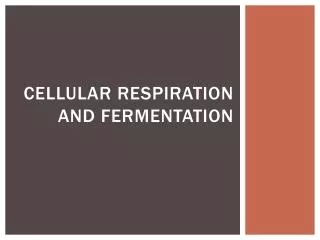 Cellular Respiration and Fermentation