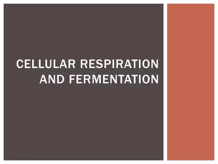 cellular respiration and fermentation