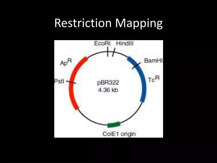 restriction mapping