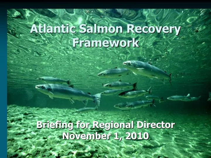 atlantic salmon recovery framework