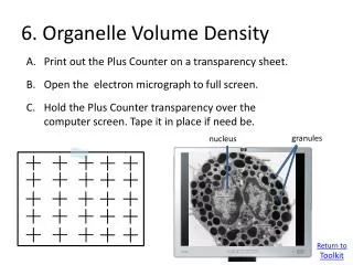 6. Organelle Volume Density