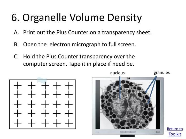 6 organelle volume density