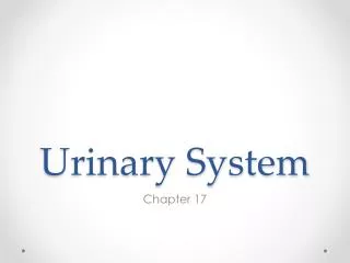 Urinary System