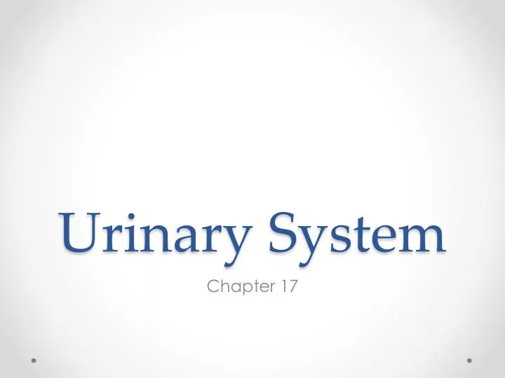 urinary system