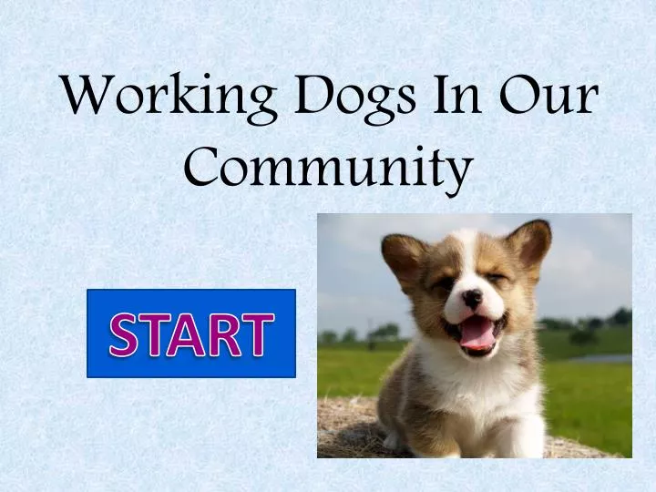 working dogs in our community
