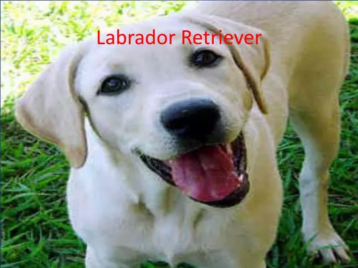 labrador retriever