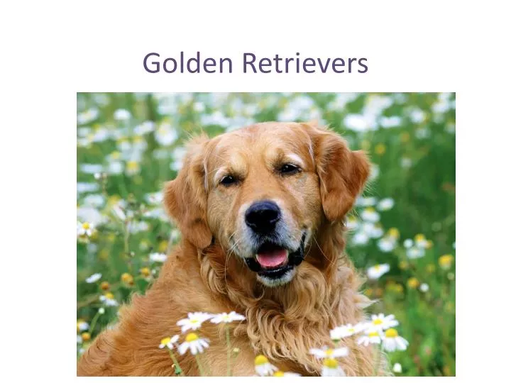golden retrievers