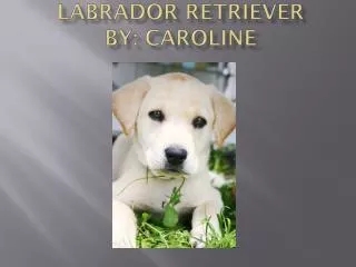 Labrador Retriever By: Caroline