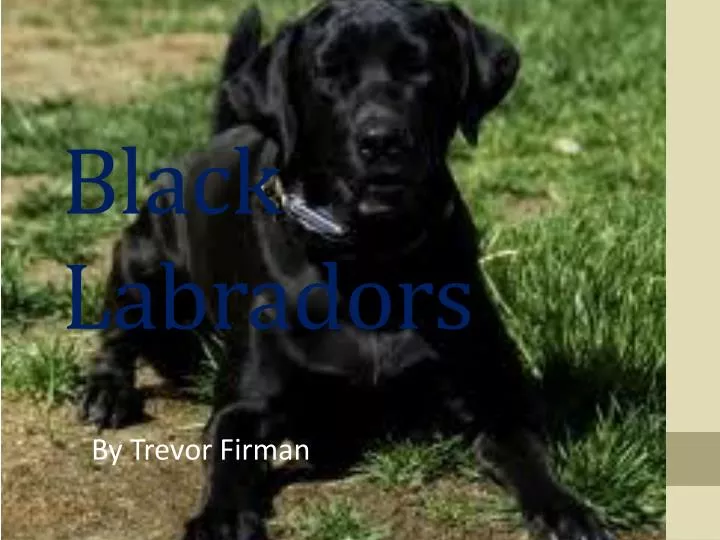 black labradors