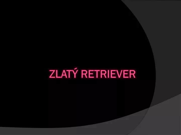 zlat retriever