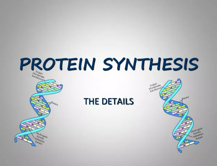 protein synthesis