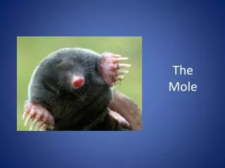 The Mole