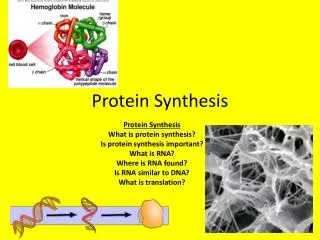 Protein Synthesis