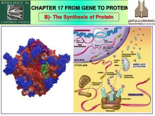 B)- The Synthesis of Protein