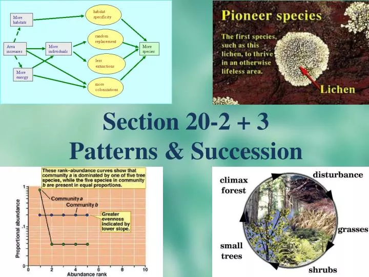 section 20 2 3 patterns succession
