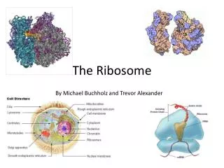 The Ribosome