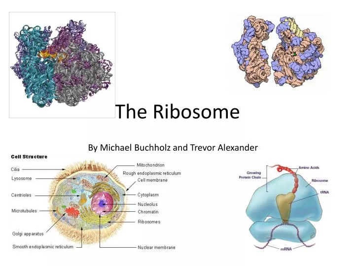 the ribosome
