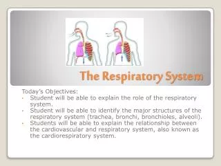 the respiratory system
