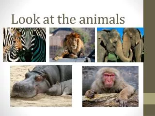 Look at the animals