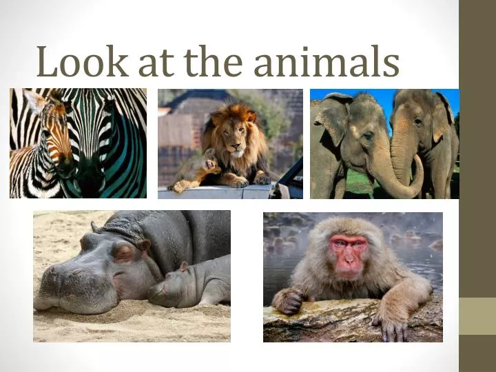 look at the animals