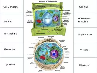 Cell Membrane