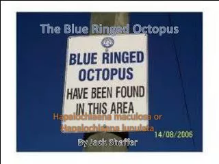 The Blue Ringed Octopus