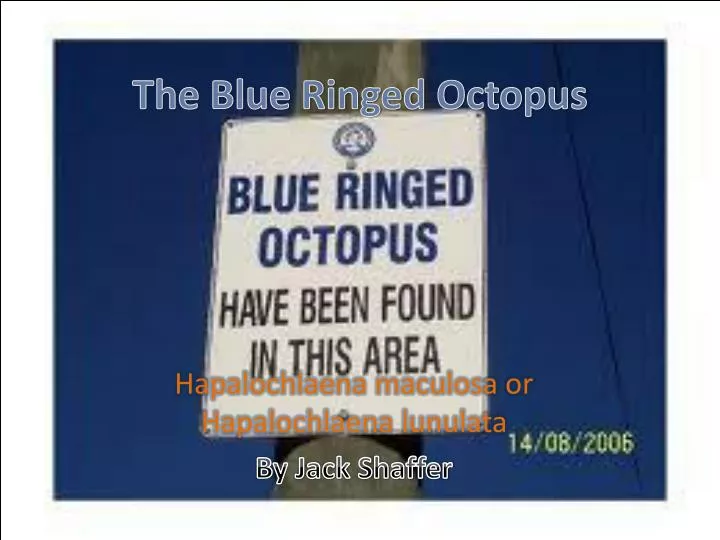 the blue ringed octopus