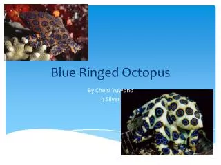 blue ringed octopus
