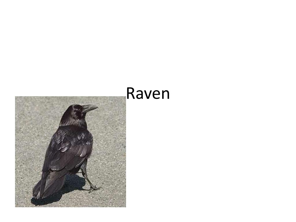 PPT - Raven PowerPoint Presentation, free download - ID:2569545
