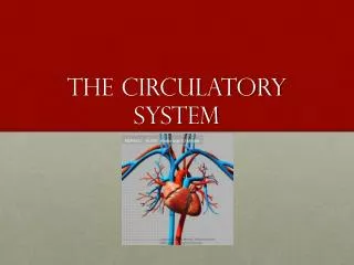 the circulatory system