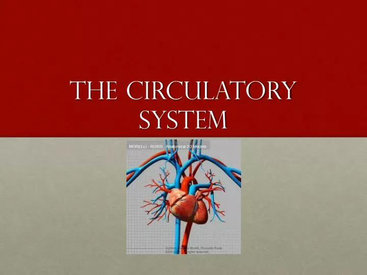 the circulatory system