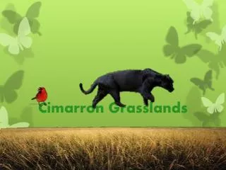 Cimarron Grasslands